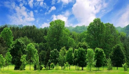 Cấp giấy chứng nhận quyền sử dụng đất (Sổ đỏ) cho đất trồng cây lâu năm